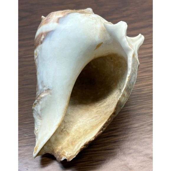 Vintage Whelk Conch Shell North Carolina Atlantic Ocean Nautical Beach Decor - Picture 3 of 6